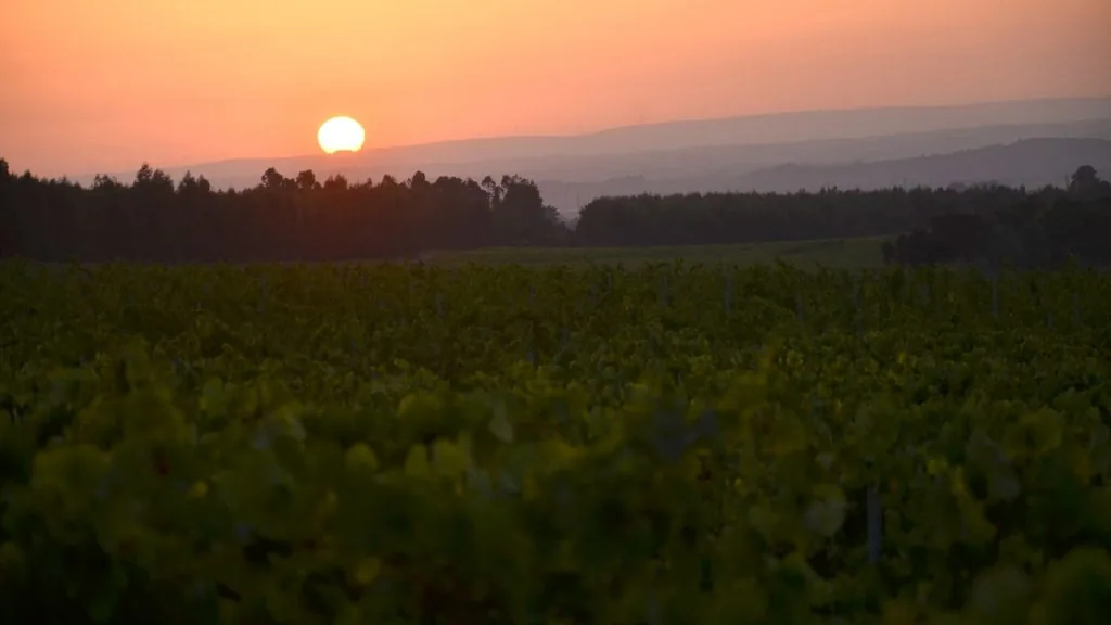 Vinhas da Pinhal da Torre ao pôr do sol